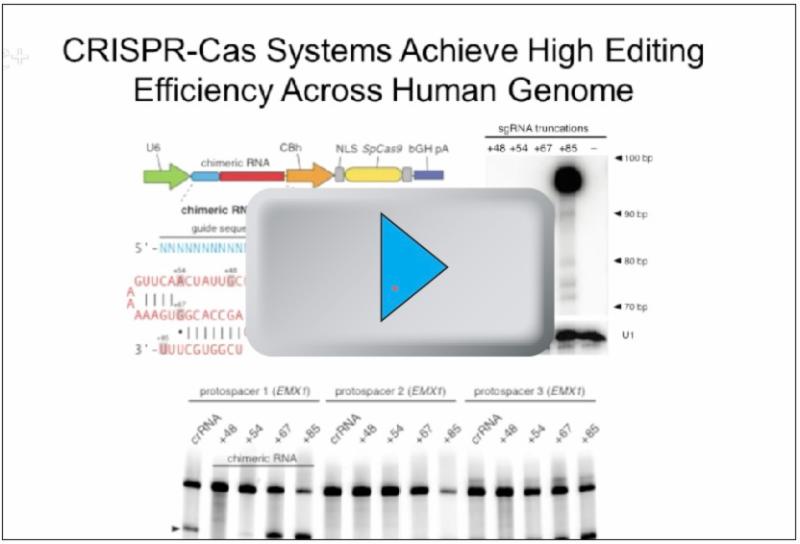 CRISPR-Cas video by Le Cong